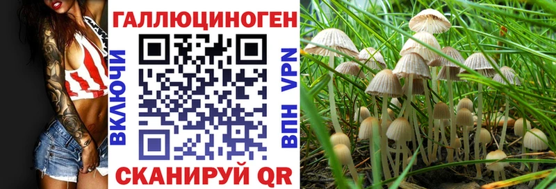 omg как зайти  Беломорск  Псилоцибиновые грибы Cubensis 